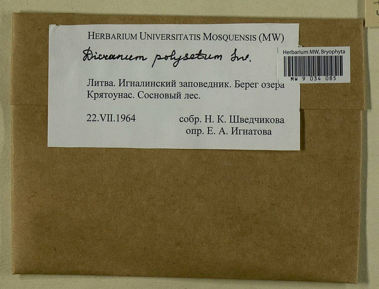 Dicranum polysetum Sw., Bryophytes, Bryophytes - Baltic States (B1) (Lithuania)