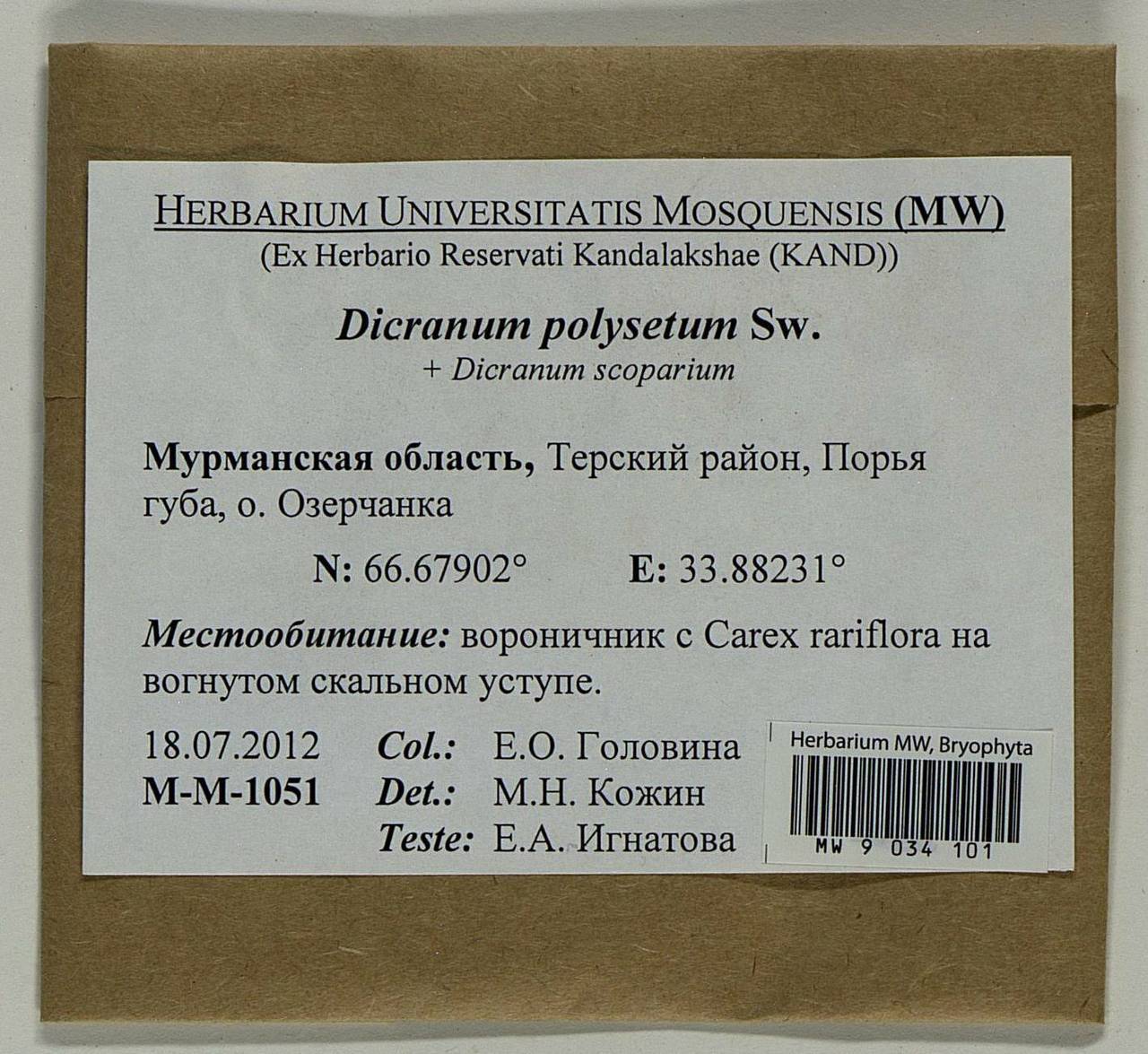 Dicranum polysetum Sw., Bryophytes, Bryophytes - Karelia, Leningrad & Murmansk Oblasts (B4) (Russia)