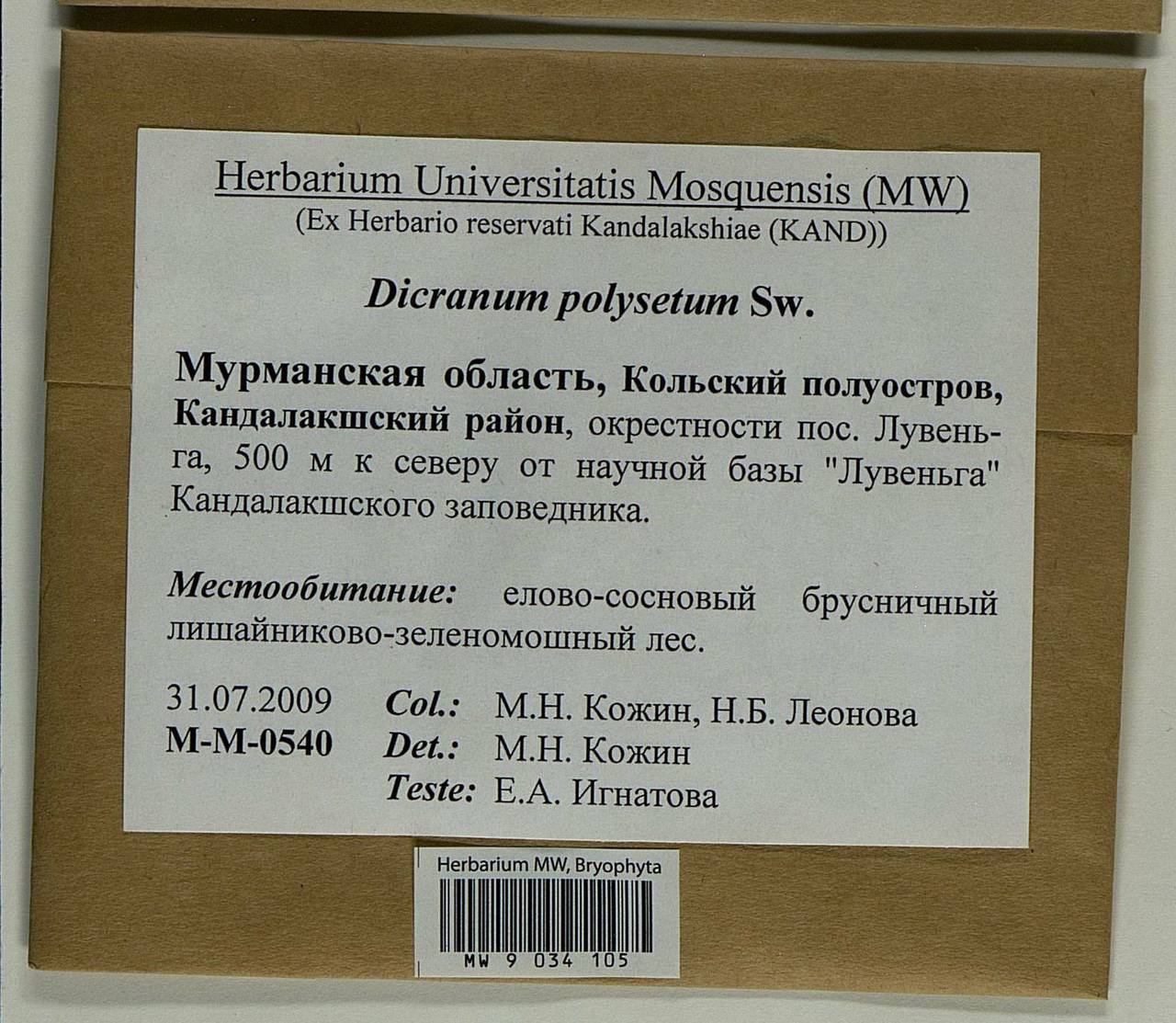 Dicranum polysetum Sw., Bryophytes, Bryophytes - Karelia, Leningrad & Murmansk Oblasts (B4) (Russia)