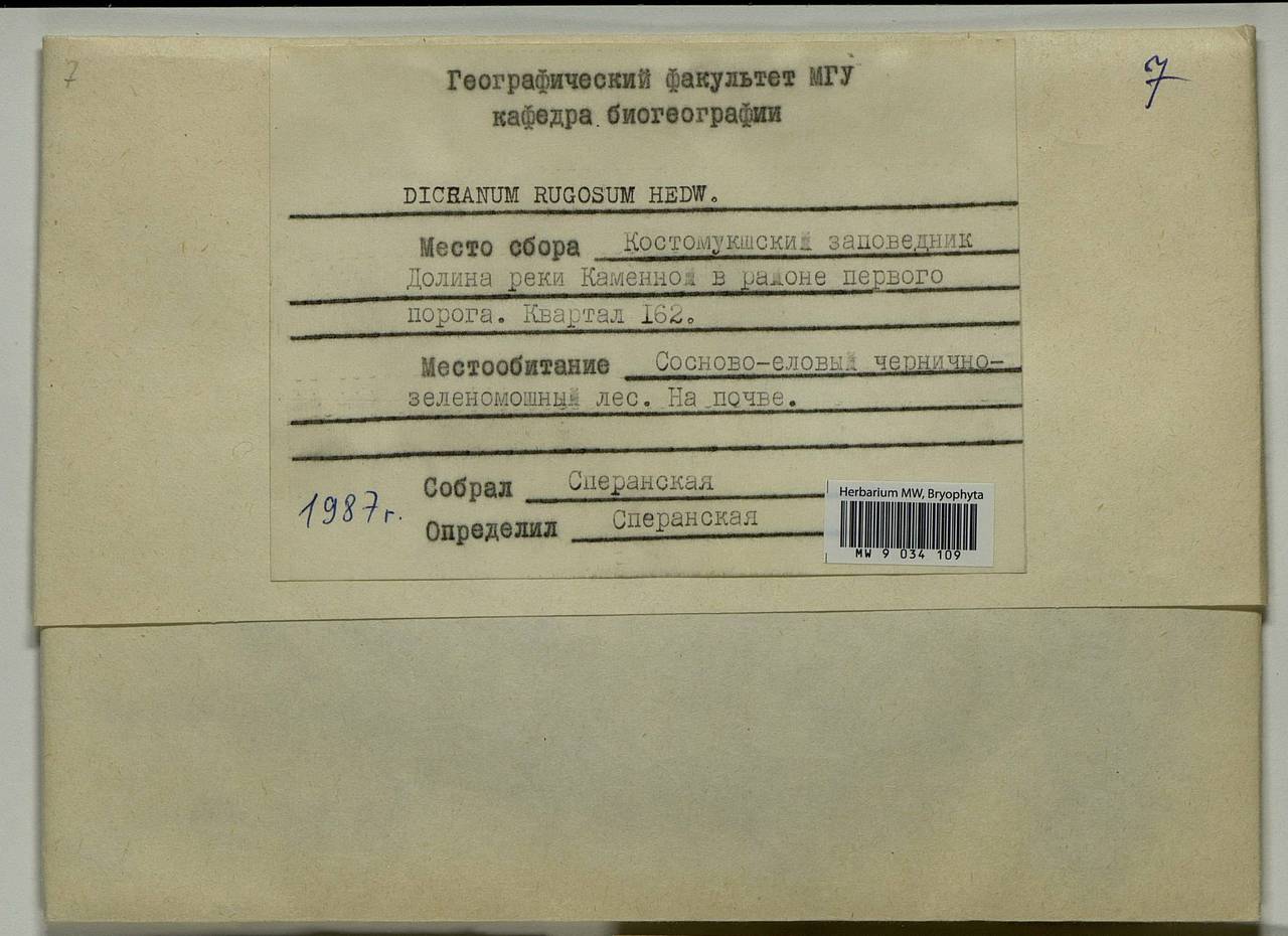 Dicranum polysetum Sw., Bryophytes, Bryophytes - Karelia, Leningrad & Murmansk Oblasts (B4) (Russia)