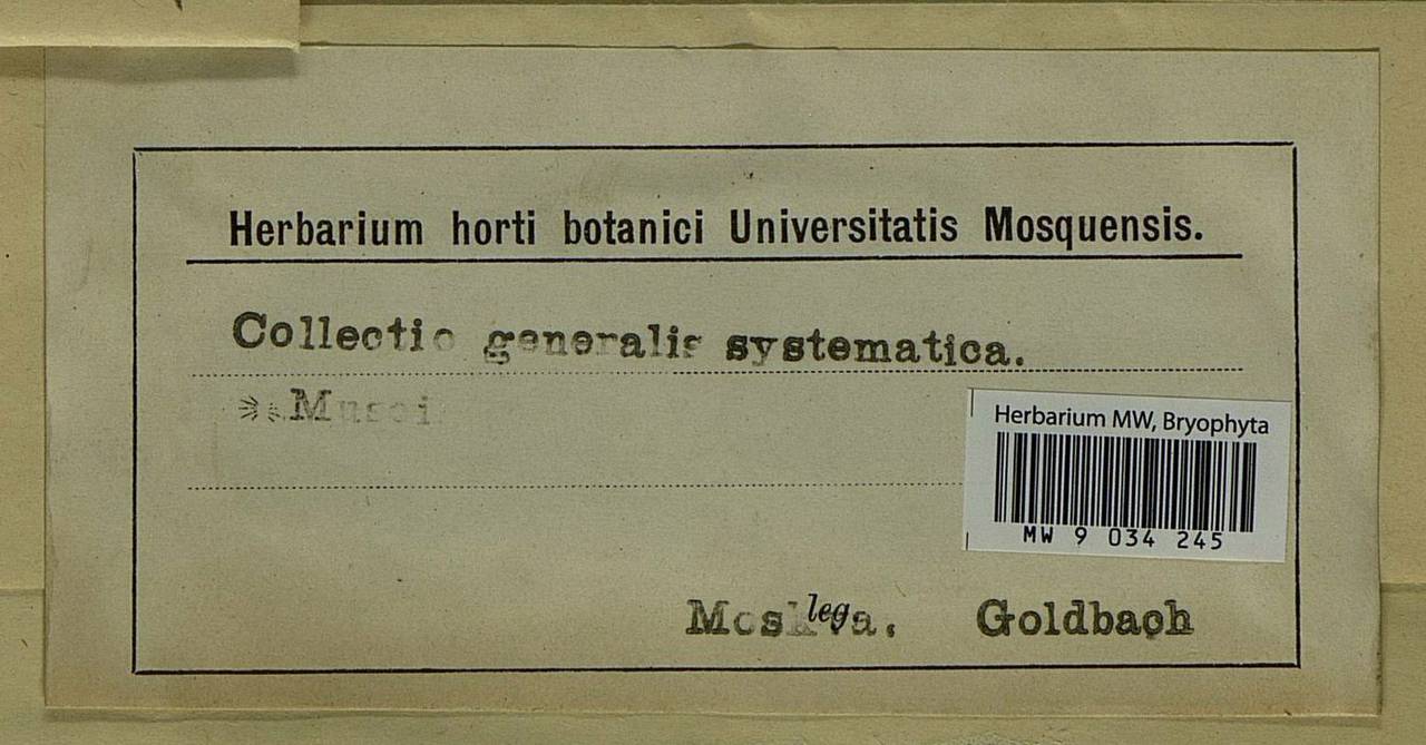 Dicranum polysetum Sw., Bryophytes, Bryophytes - Moscow City & Moscow Oblast (B6a) (Russia)