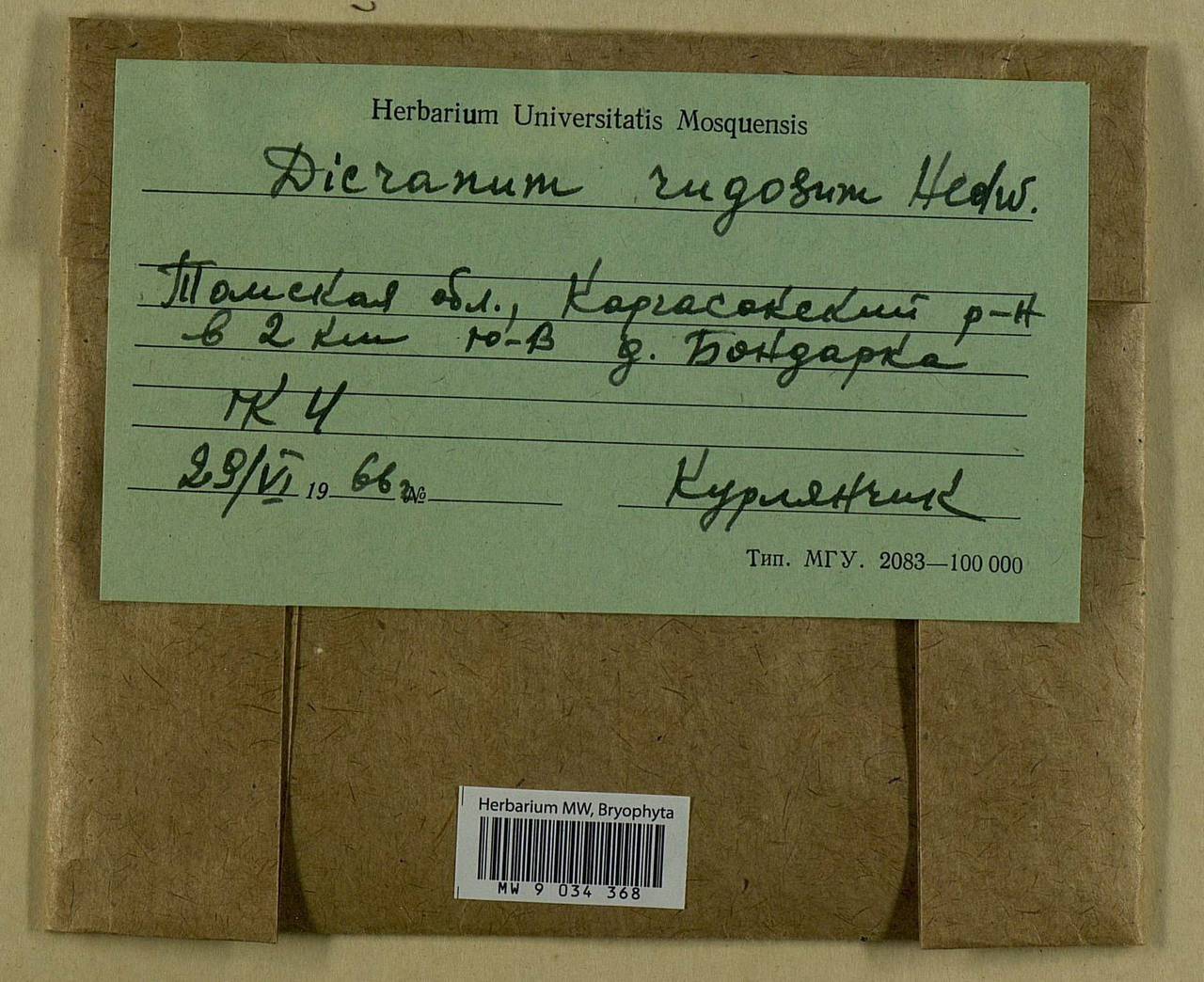 Dicranum polysetum Sw., Bryophytes, Bryophytes - Western Siberia (including Altai) (B15) (Russia)