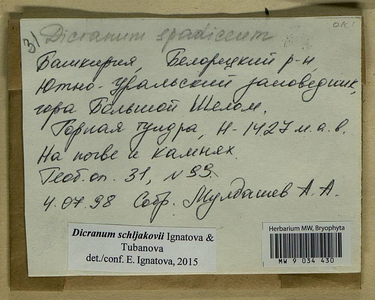 Dicranum schljakovii Ignatova & Tubanova, Bryophytes, Bryophytes - South Urals (B14) (Russia)