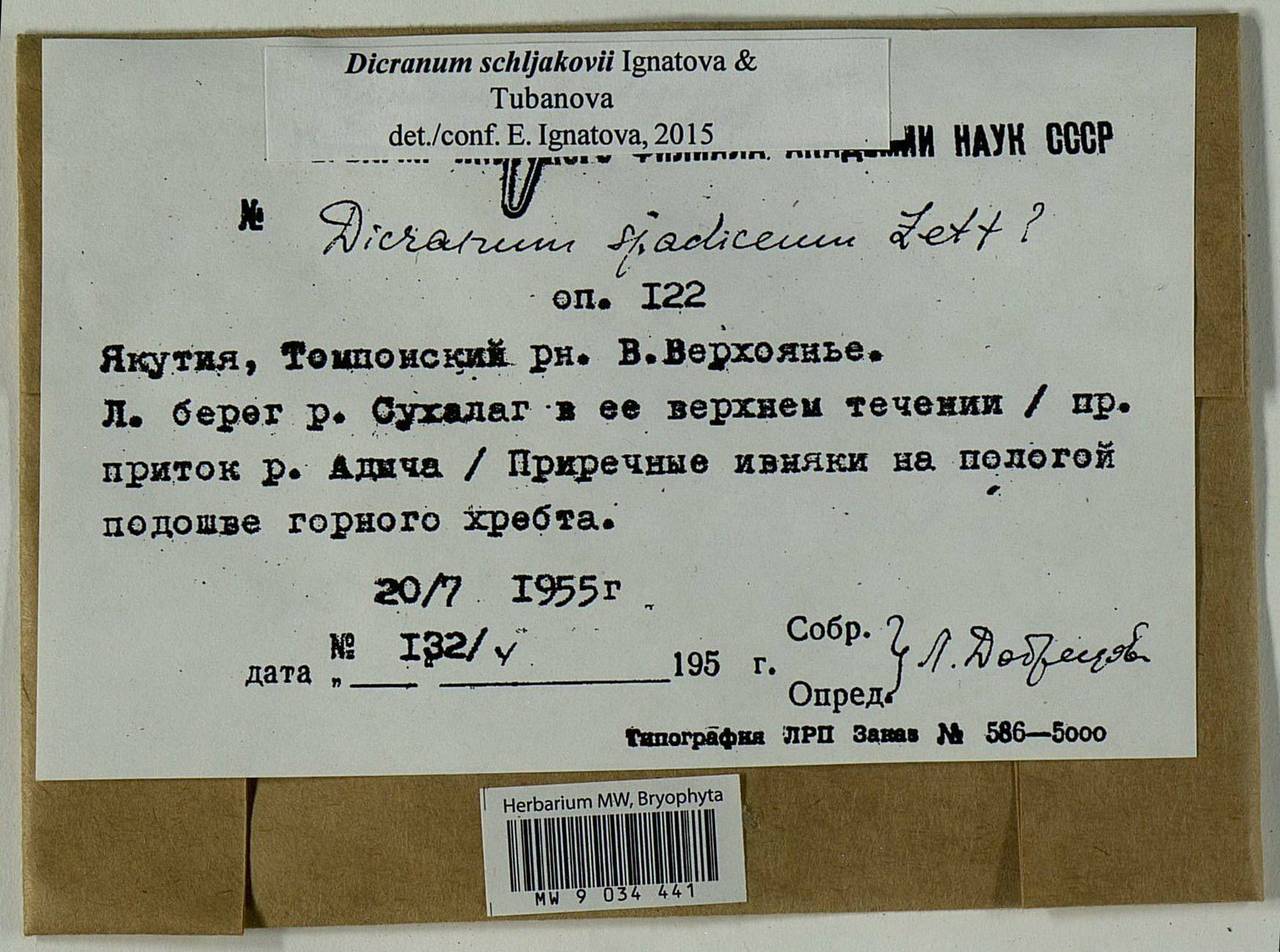 Dicranum schljakovii Ignatova & Tubanova, Bryophytes, Bryophytes - Yakutia (B19) (Russia)