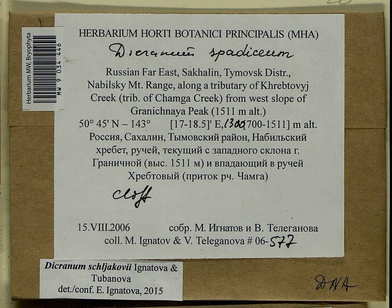 Dicranum schljakovii Ignatova & Tubanova, Bryophytes, Bryophytes - Russian Far East (excl. Chukotka & Kamchatka) (B20) (Russia)