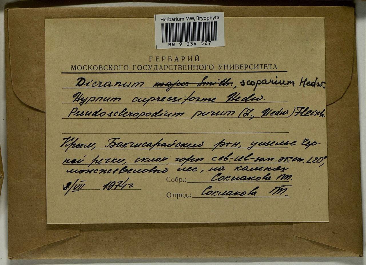 Dicranum scoparium Hedw., Bryophytes, Bryophytes - Crimea (B3a) (Russia)