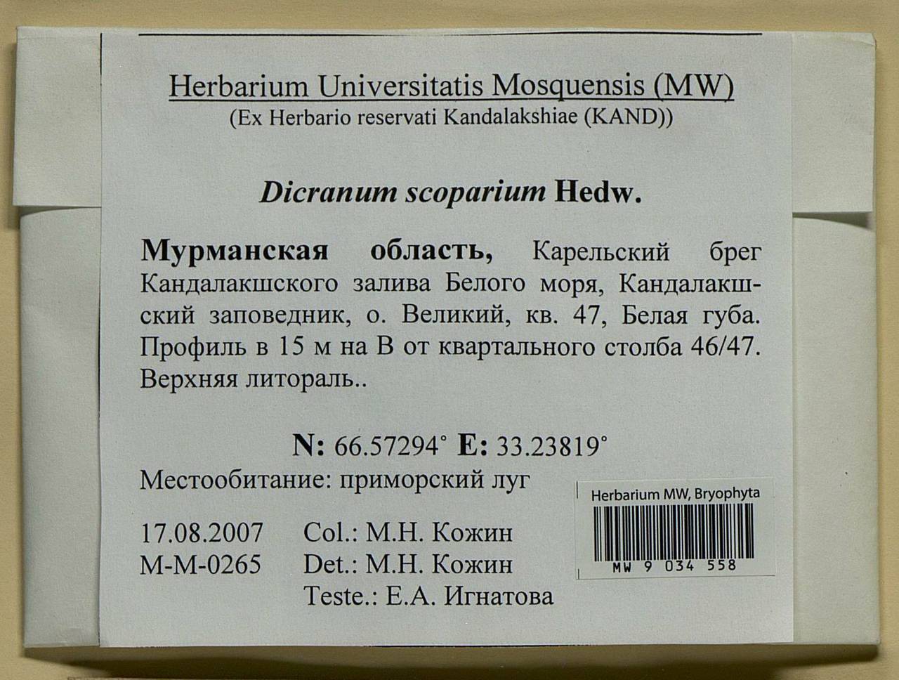 Dicranum scoparium Hedw., Bryophytes, Bryophytes - Karelia, Leningrad & Murmansk Oblasts (B4) (Russia)