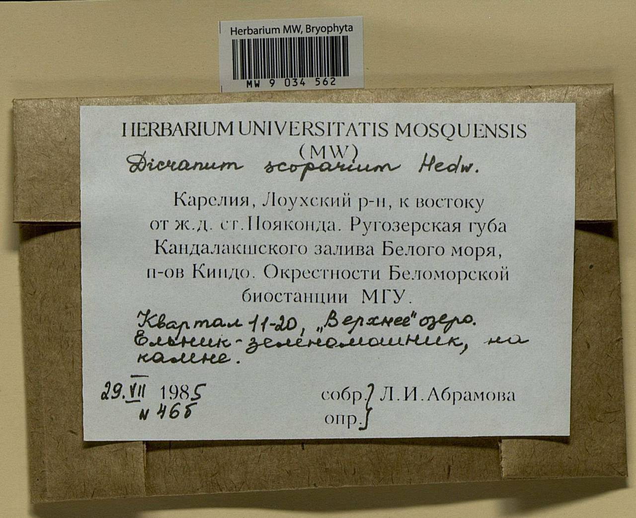 Dicranum scoparium Hedw., Bryophytes, Bryophytes - Karelia, Leningrad & Murmansk Oblasts (B4) (Russia)