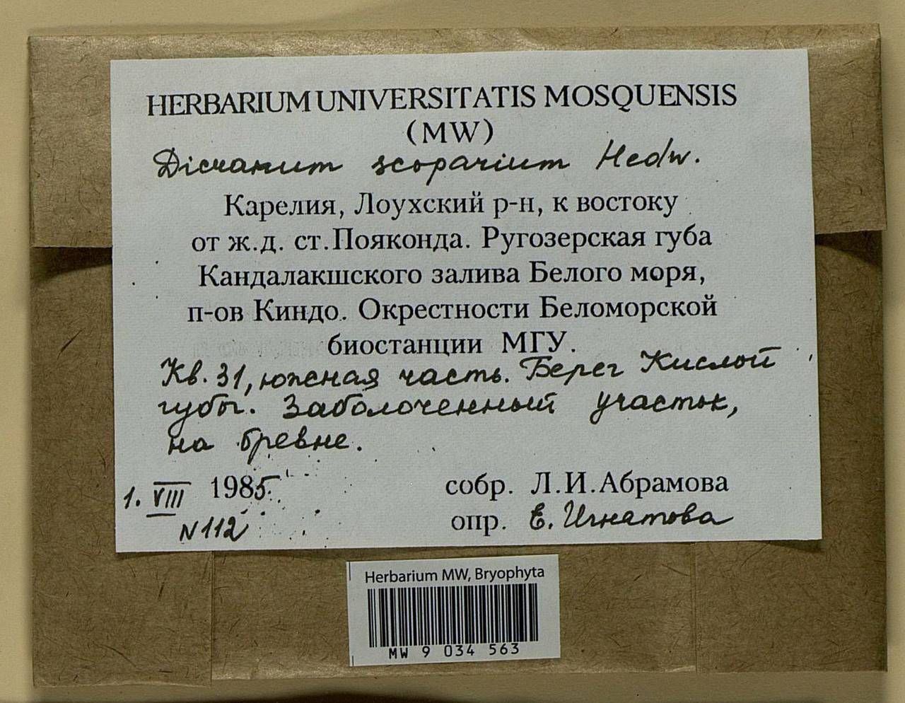 Dicranum scoparium Hedw., Bryophytes, Bryophytes - Karelia, Leningrad & Murmansk Oblasts (B4) (Russia)