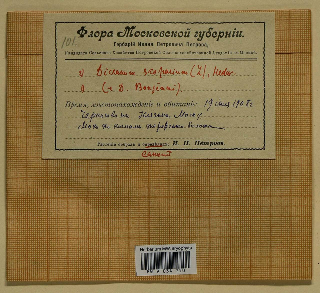 Dicranum scoparium Hedw., Bryophytes, Bryophytes - Moscow City & Moscow Oblast (B6a) (Russia)