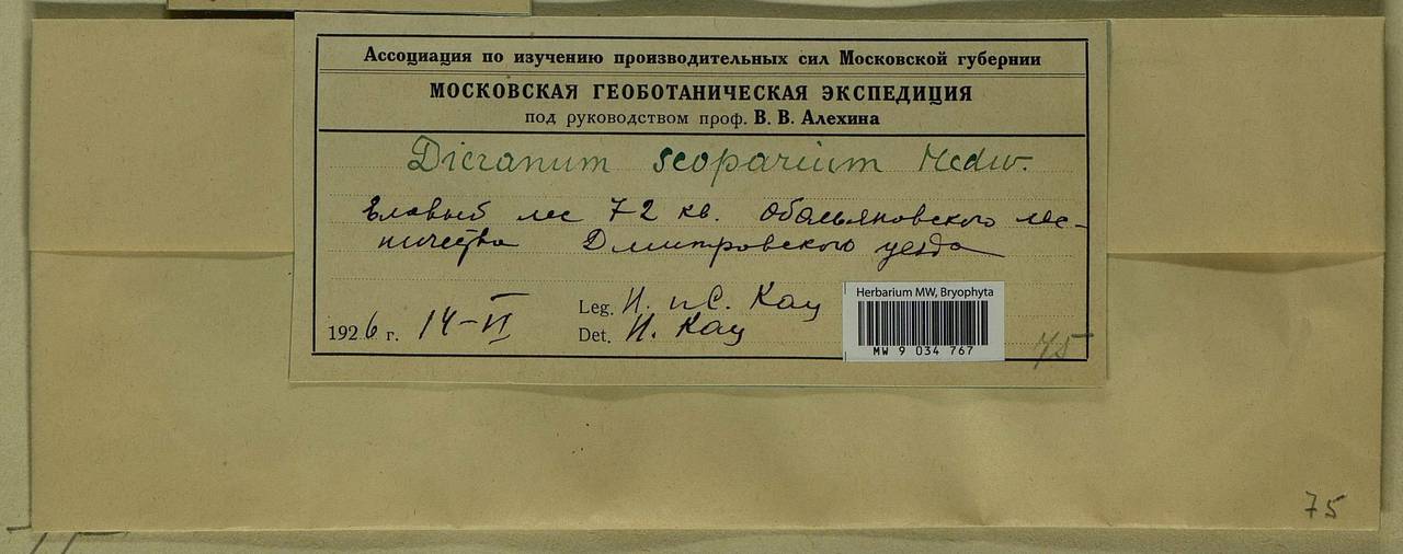 Dicranum scoparium Hedw., Bryophytes, Bryophytes - Moscow City & Moscow Oblast (B6a) (Russia)