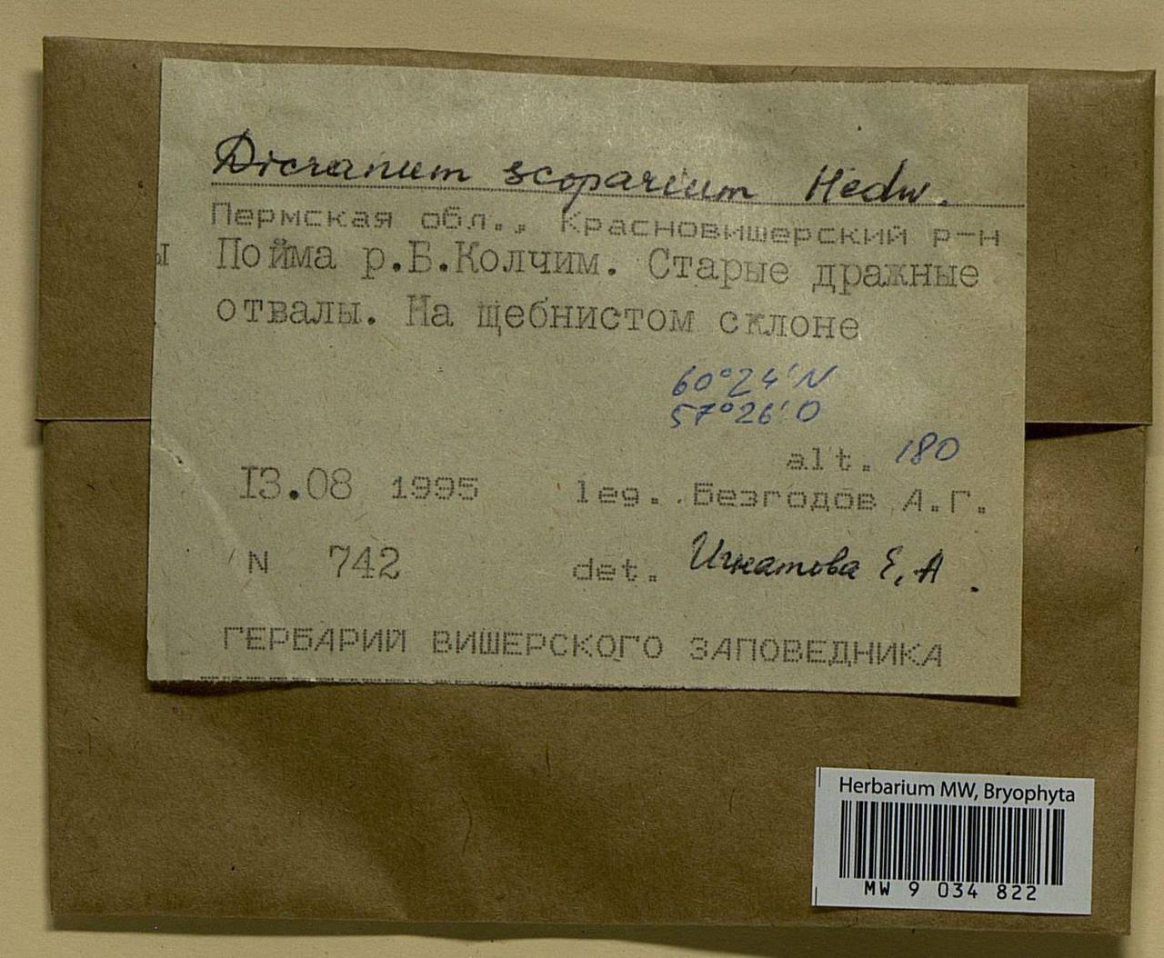 Dicranum scoparium Hedw., Bryophytes, Bryophytes - Permsky Krai, Udmurt Republic, Sverdlovsk & Kirov Oblasts (B8) (Russia)