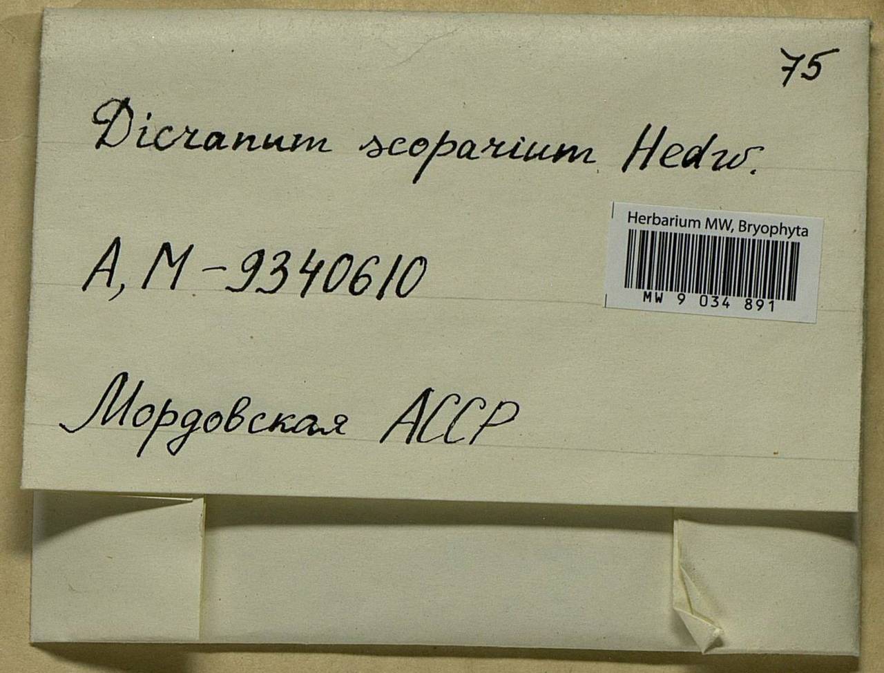 Dicranum scoparium Hedw., Bryophytes, Bryophytes - Middle Volga (B9) (Russia)