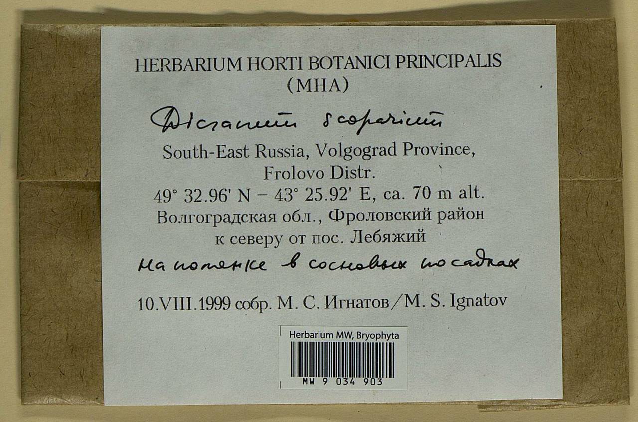 Dicranum scoparium Hedw., Bryophytes, Bryophytes - Lower Don & Lower Volga (B11) (Russia)