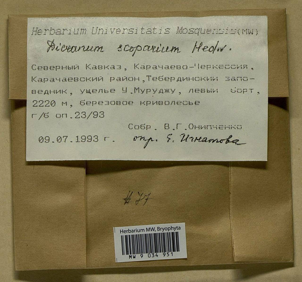 Dicranum scoparium Hedw., Bryophytes, Bryophytes - North Caucasus & Ciscaucasia (B12) (Russia)