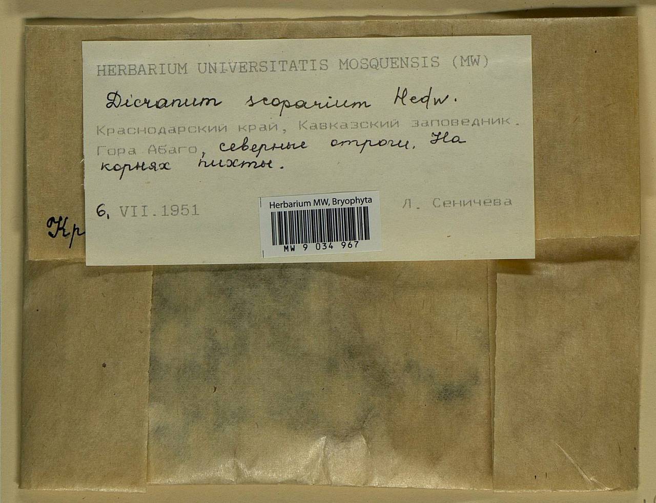 Dicranum scoparium Hedw., Bryophytes, Bryophytes - North Caucasus & Ciscaucasia (B12) (Russia)