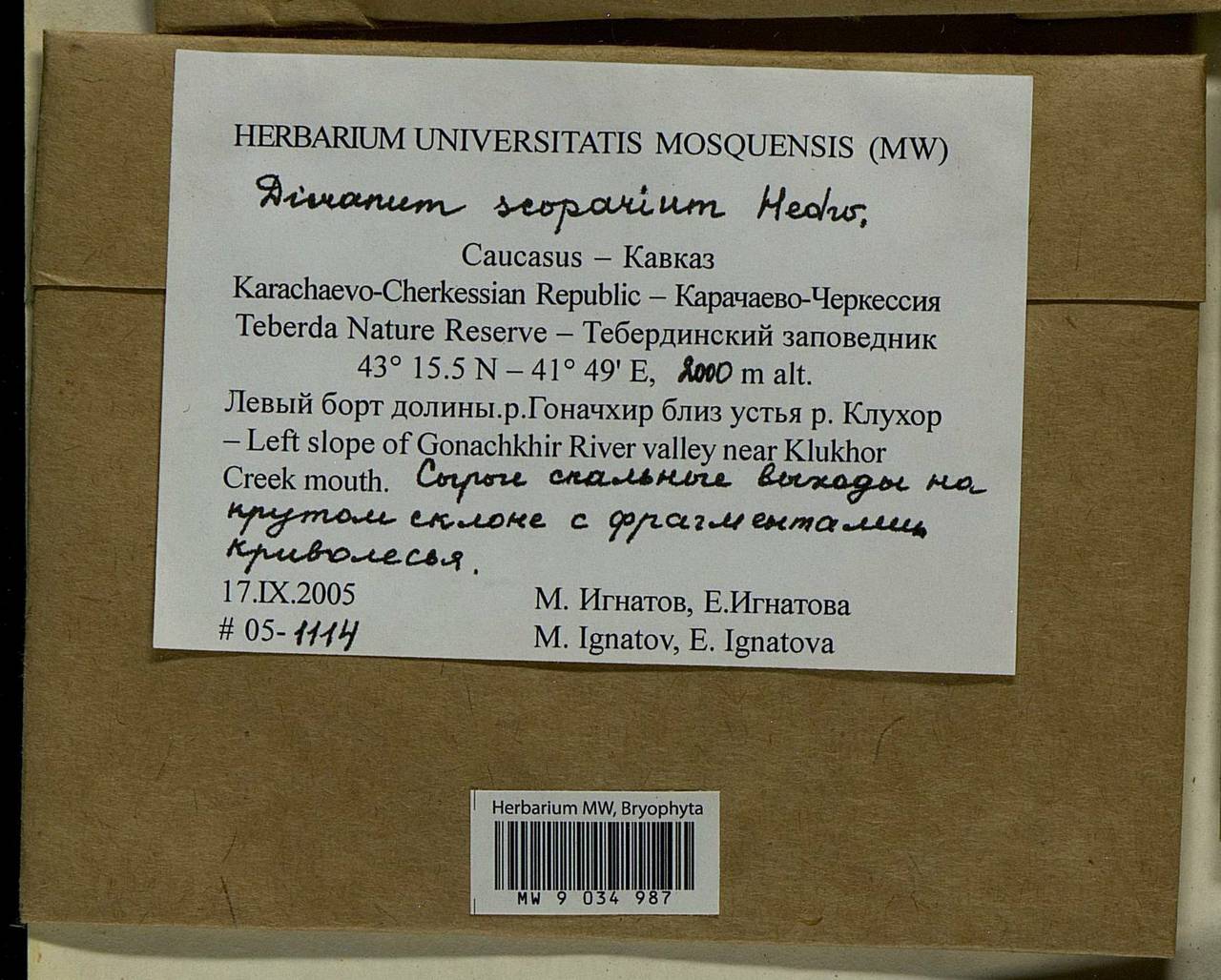 Dicranum scoparium Hedw., Bryophytes, Bryophytes - North Caucasus & Ciscaucasia (B12) (Russia)