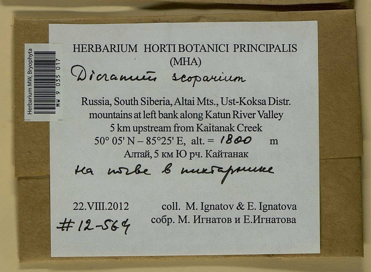 Dicranum scoparium Hedw., Bryophytes, Bryophytes - Western Siberia (including Altai) (B15) (Russia)