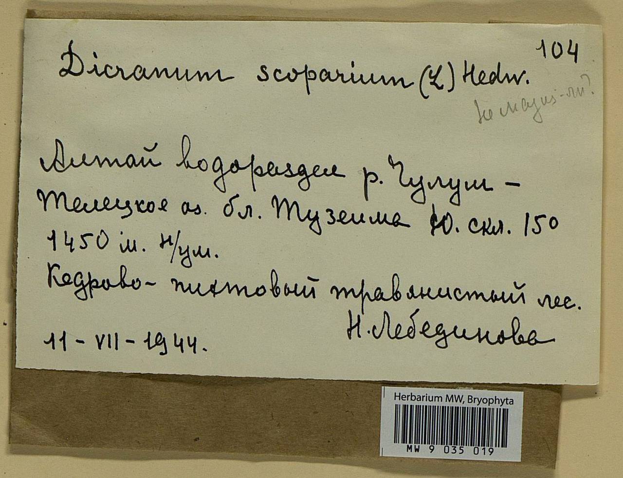 Dicranum scoparium Hedw., Bryophytes, Bryophytes - Western Siberia (including Altai) (B15) (Russia)