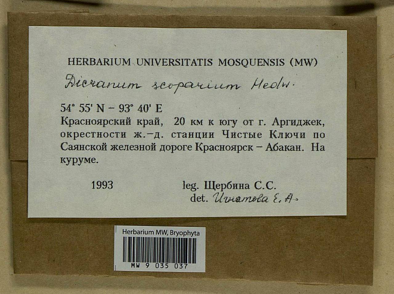 Dicranum scoparium Hedw., Bryophytes, Bryophytes - Krasnoyarsk Krai, Tyva & Khakassia (B17) (Russia)
