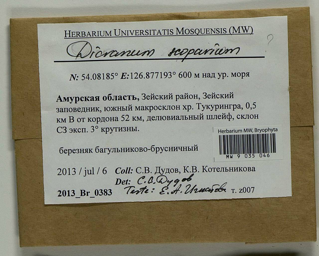 Dicranum scoparium Hedw., Bryophytes, Bryophytes - Russian Far East (excl. Chukotka & Kamchatka) (B20) (Russia)