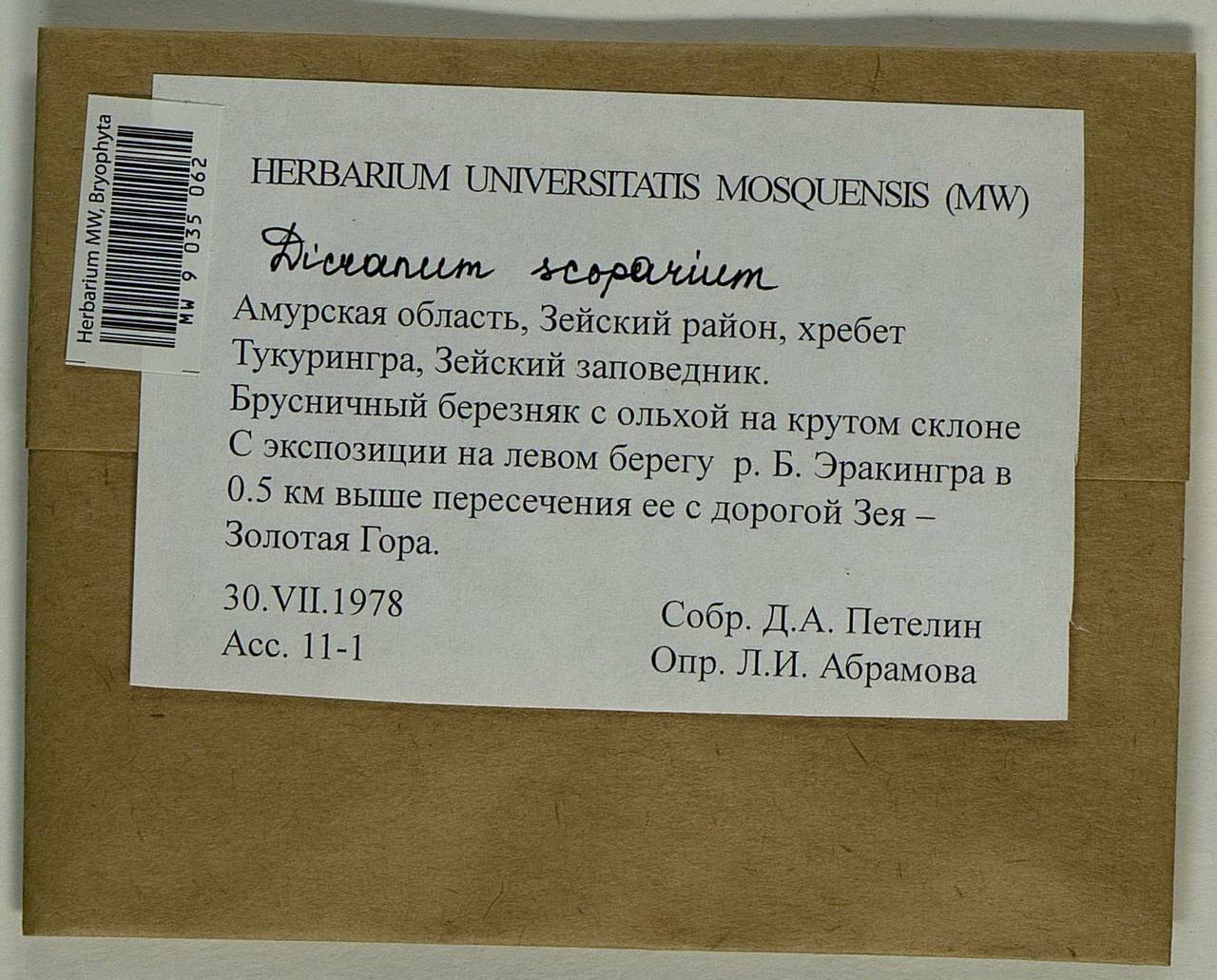 Dicranum scoparium Hedw., Bryophytes, Bryophytes - Russian Far East (excl. Chukotka & Kamchatka) (B20) (Russia)