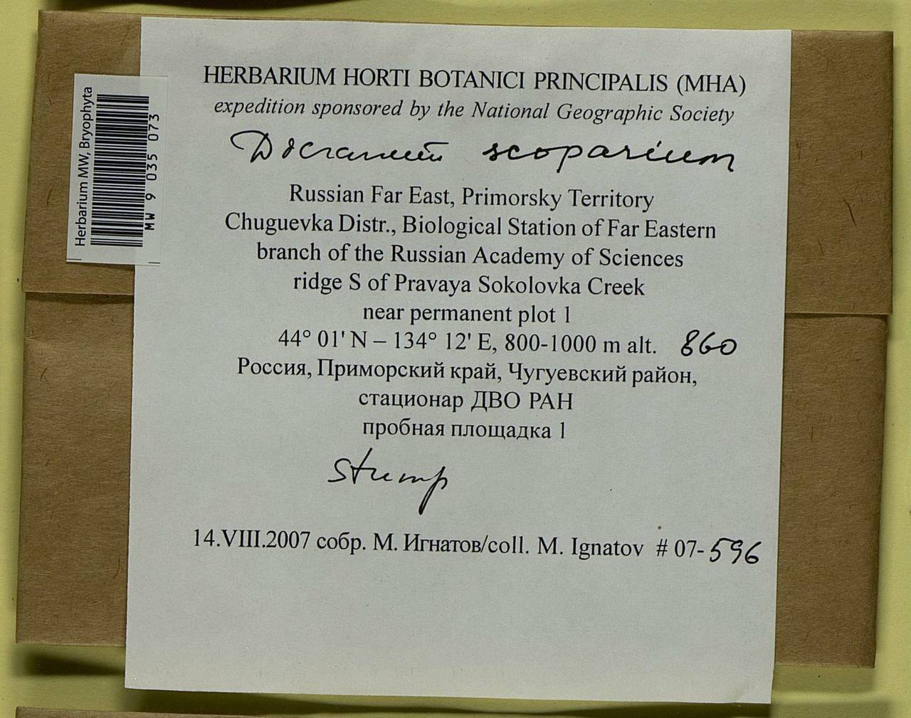 Dicranum scoparium Hedw., Bryophytes, Bryophytes - Russian Far East (excl. Chukotka & Kamchatka) (B20) (Russia)