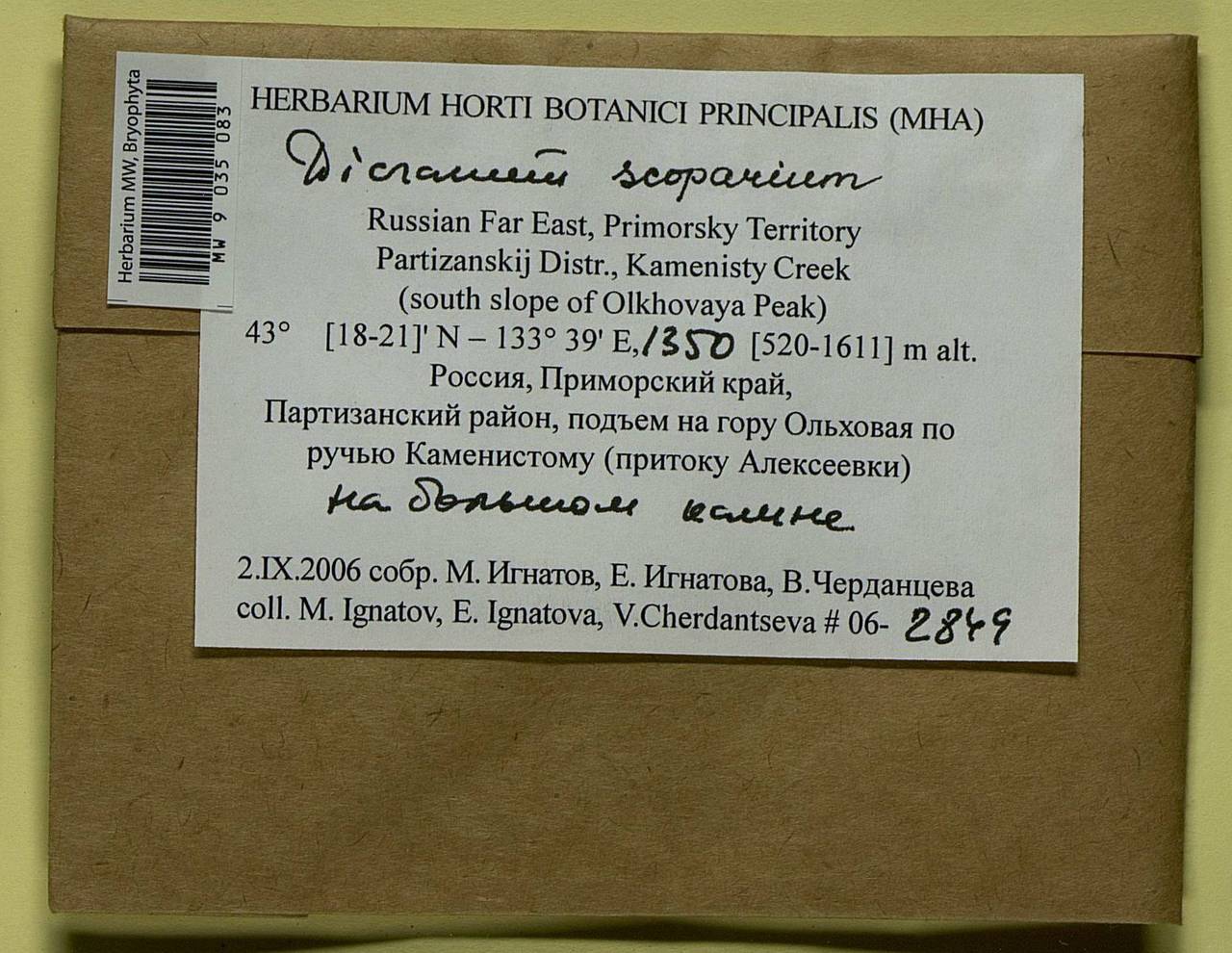 Dicranum scoparium Hedw., Bryophytes, Bryophytes - Russian Far East (excl. Chukotka & Kamchatka) (B20) (Russia)