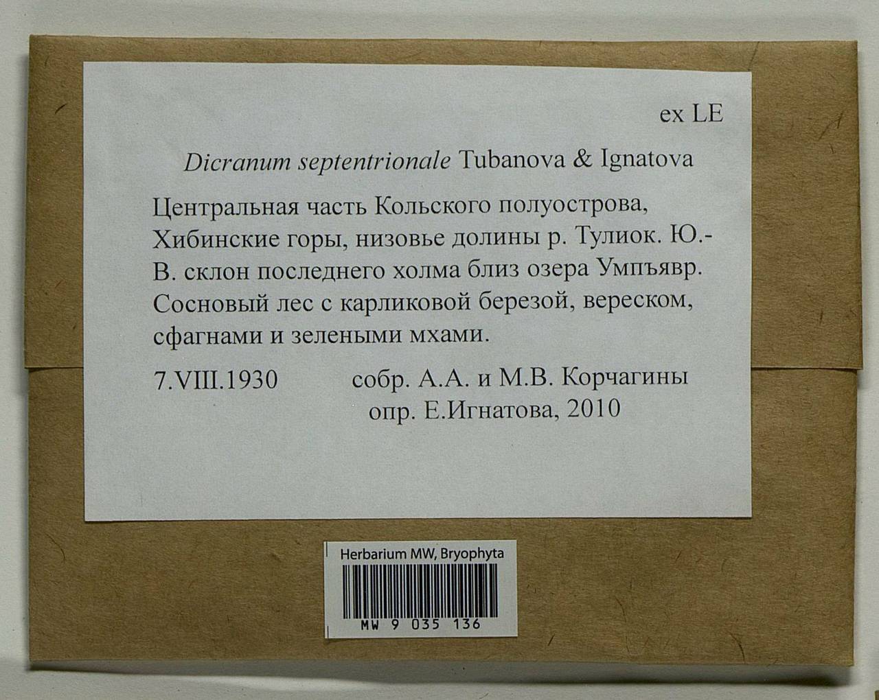 Dicranum septentrionale Tubanova & Ignatova, Bryophytes, Bryophytes - Karelia, Leningrad & Murmansk Oblasts (B4) (Russia)