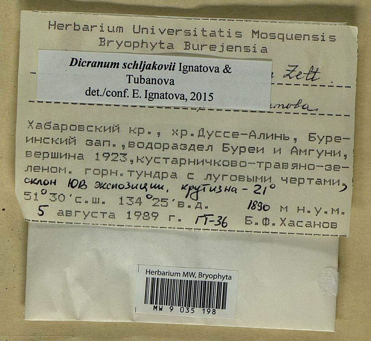 Dicranum schljakovii Ignatova & Tubanova, Bryophytes, Bryophytes - Russian Far East (excl. Chukotka & Kamchatka) (B20) (Russia)