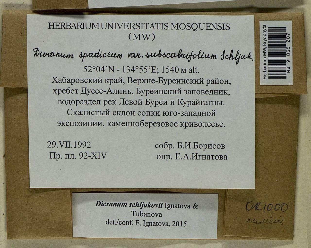 Dicranum schljakovii Ignatova & Tubanova, Bryophytes, Bryophytes - Russian Far East (excl. Chukotka & Kamchatka) (B20) (Russia)