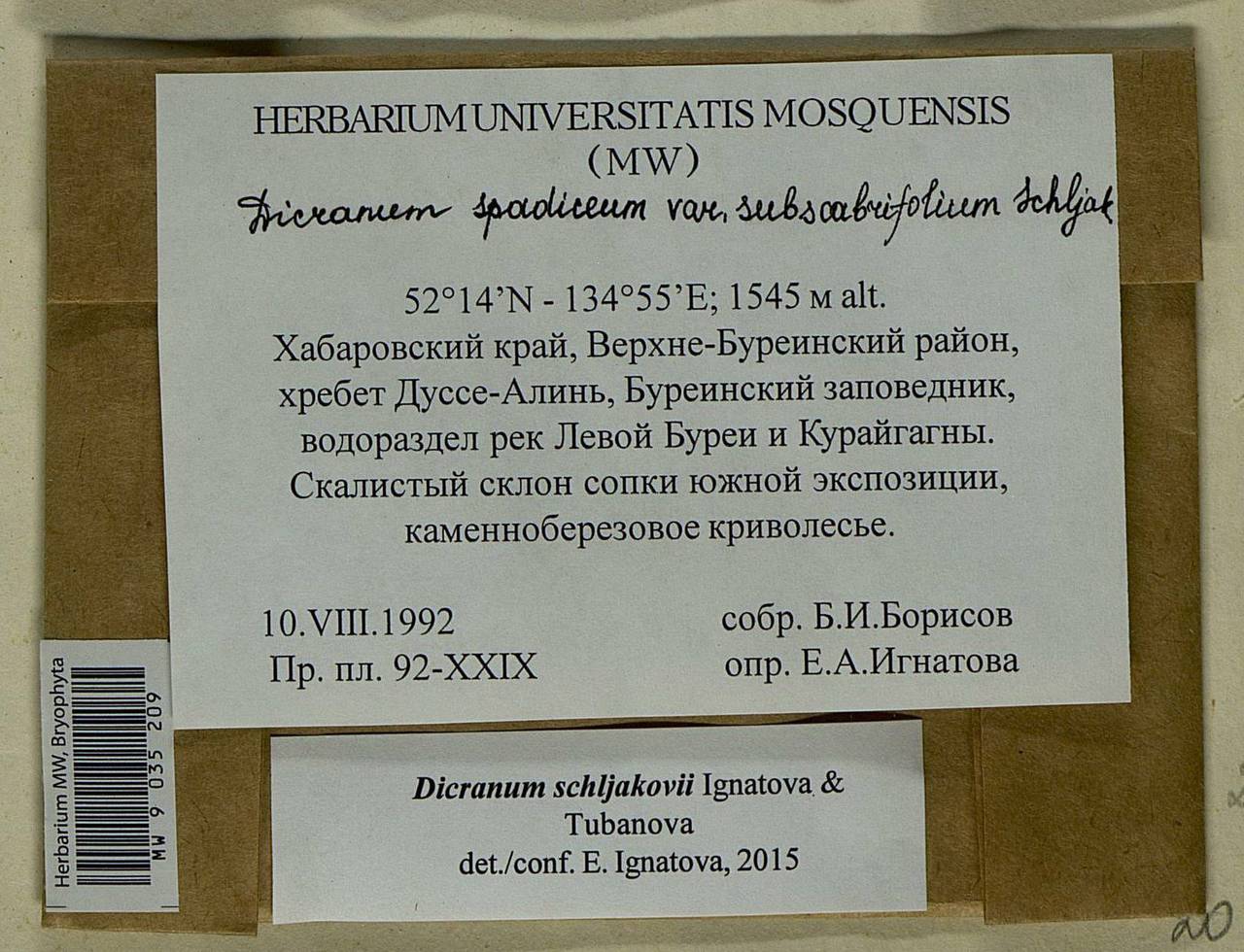 Dicranum schljakovii Ignatova & Tubanova, Bryophytes, Bryophytes - Russian Far East (excl. Chukotka & Kamchatka) (B20) (Russia)