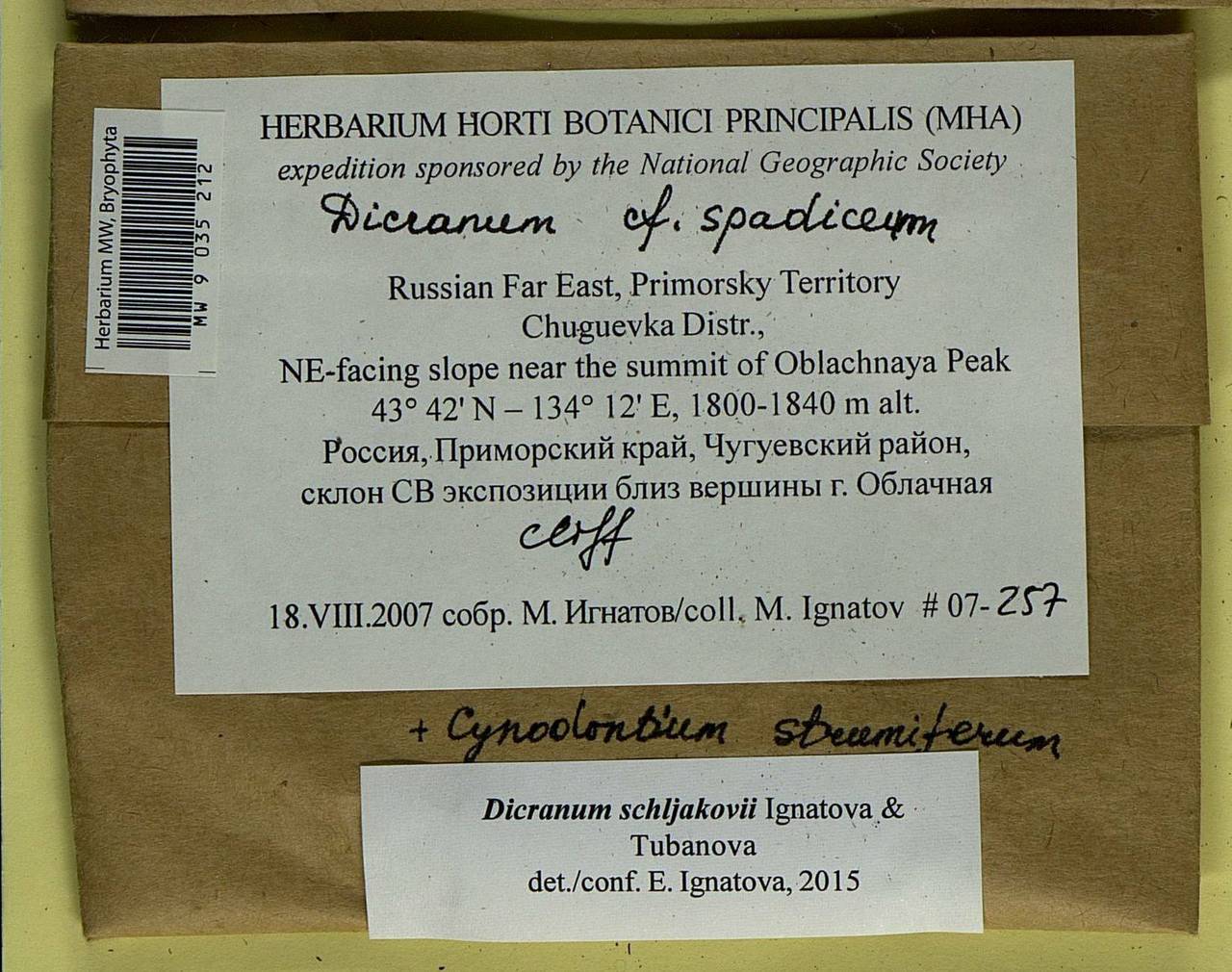 Dicranum schljakovii Ignatova & Tubanova, Bryophytes, Bryophytes - Russian Far East (excl. Chukotka & Kamchatka) (B20) (Russia)