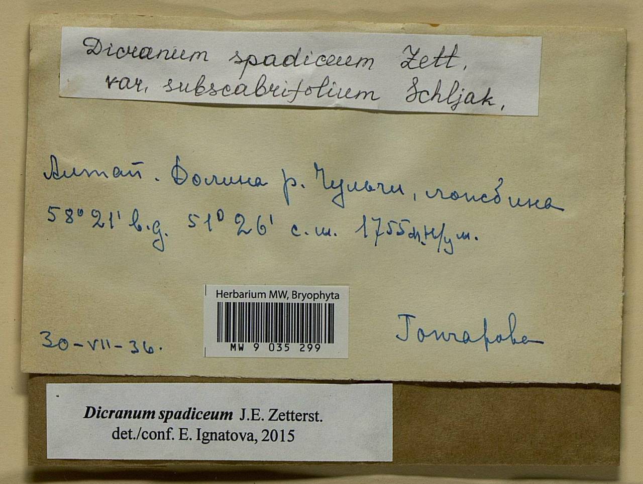 Dicranum spadiceum J.E. Zetterst., Bryophytes, Bryophytes - Western Siberia (including Altai) (B15) (Russia)