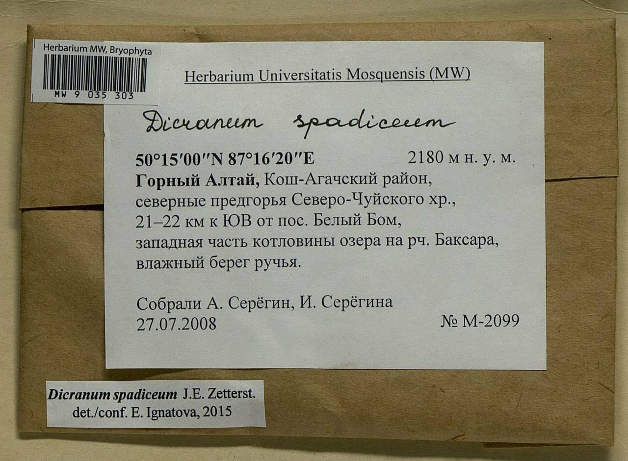 Dicranum spadiceum J.E. Zetterst., Bryophytes, Bryophytes - Western Siberia (including Altai) (B15) (Russia)