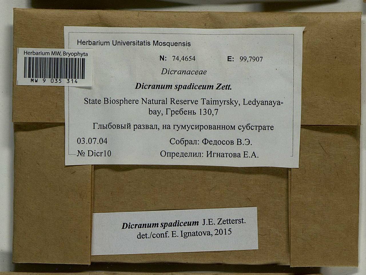 Dicranum spadiceum J.E. Zetterst., Bryophytes, Bryophytes - Krasnoyarsk Krai, Tyva & Khakassia (B17) (Russia)