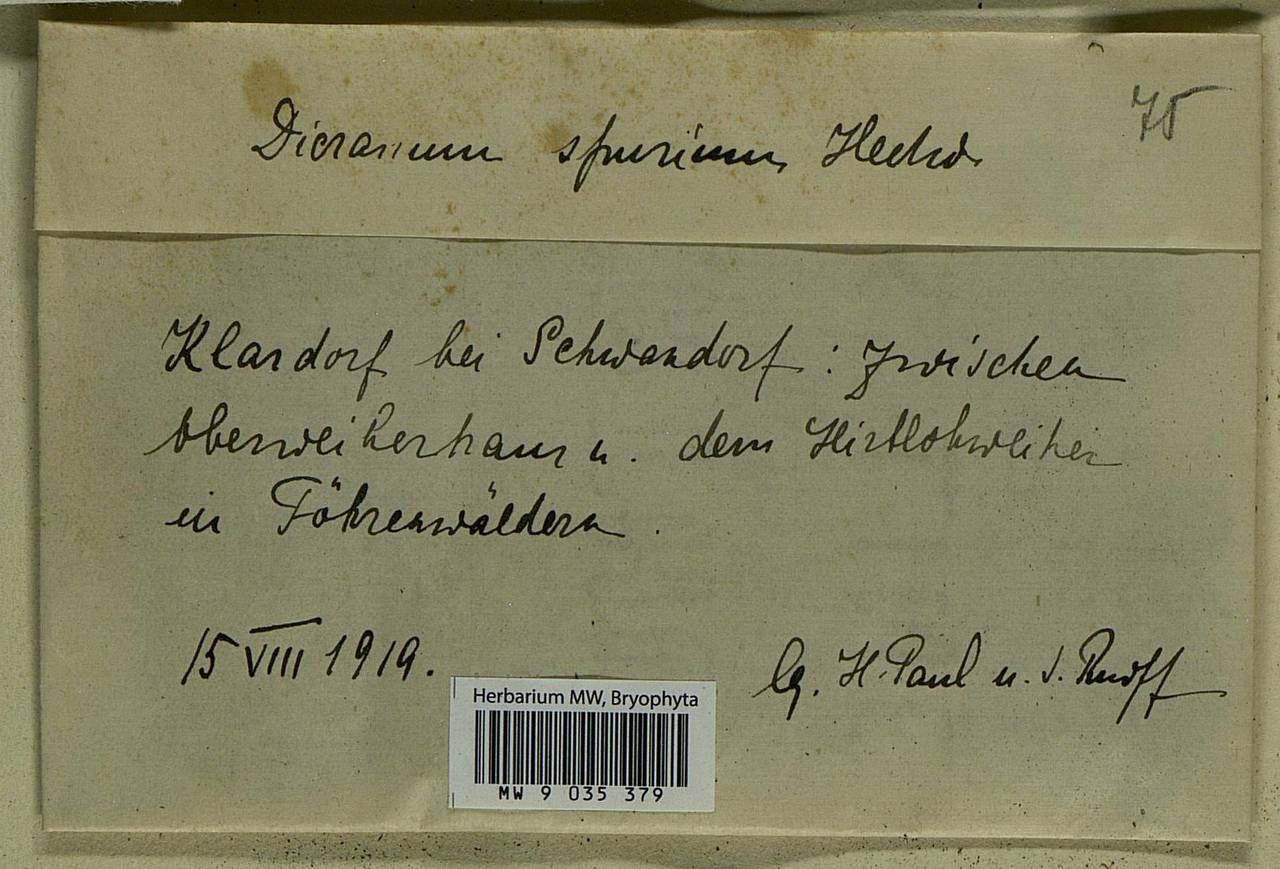 Dicranum spurium Hedw., Bryophytes, Bryophytes - Western Europe (BEu) (Germany)