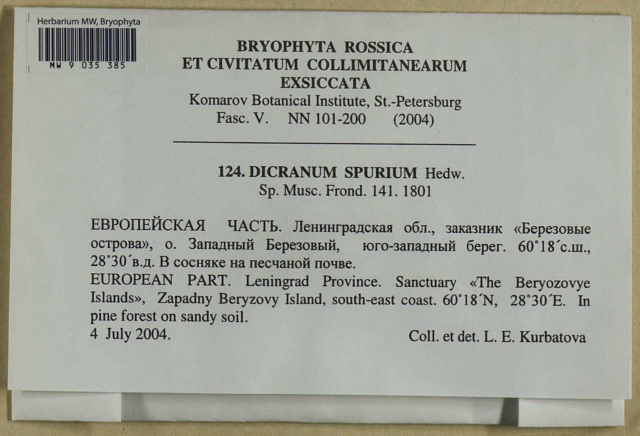 Dicranum spurium Hedw., Bryophytes, Bryophytes - Karelia, Leningrad & Murmansk Oblasts (B4) (Russia)