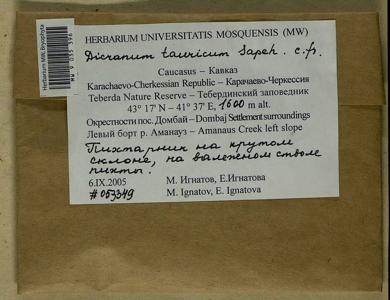 Orthodicranum tauricum (Sapjegin) Smirnova, Bryophytes, Bryophytes - North Caucasus & Ciscaucasia (B12) (Russia)