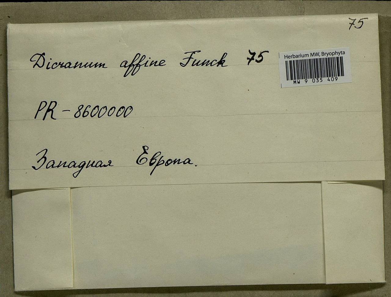 Dicranum undulatum Schrad. ex Brid., Bryophytes, Bryophytes - Western Europe (BEu) (Not classified)