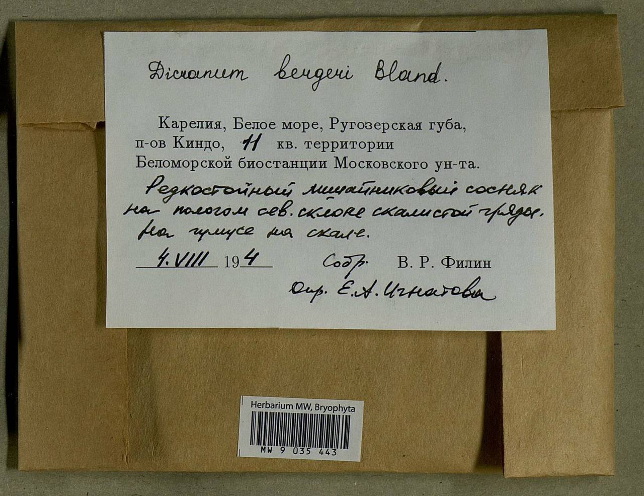 Dicranum undulatum Schrad. ex Brid., Bryophytes, Bryophytes - Karelia, Leningrad & Murmansk Oblasts (B4) (Russia)