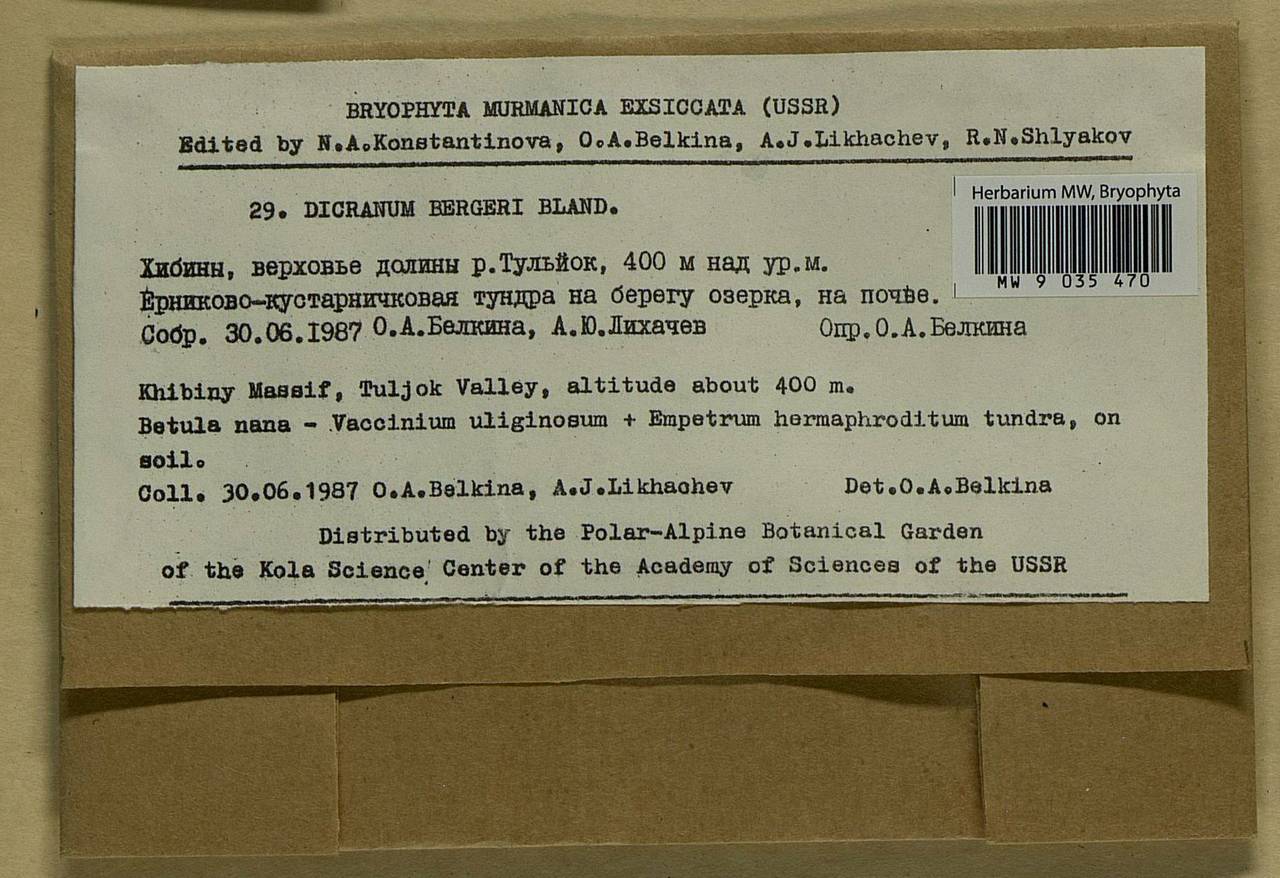 Dicranum undulatum Schrad. ex Brid., Bryophytes, Bryophytes - Karelia, Leningrad & Murmansk Oblasts (B4) (Russia)