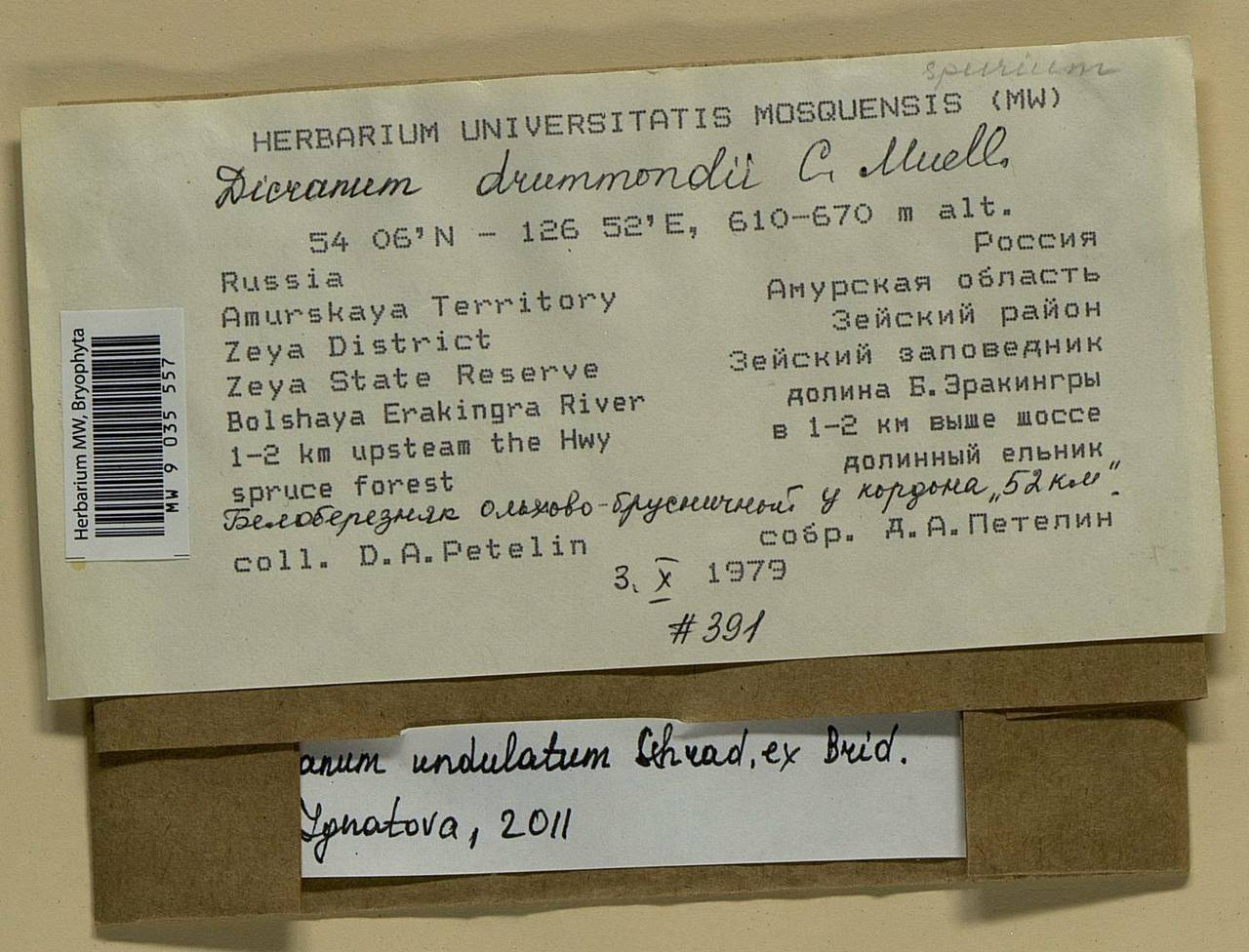 Dicranum undulatum Schrad. ex Brid., Bryophytes, Bryophytes - Russian Far East (excl. Chukotka & Kamchatka) (B20) (Russia)