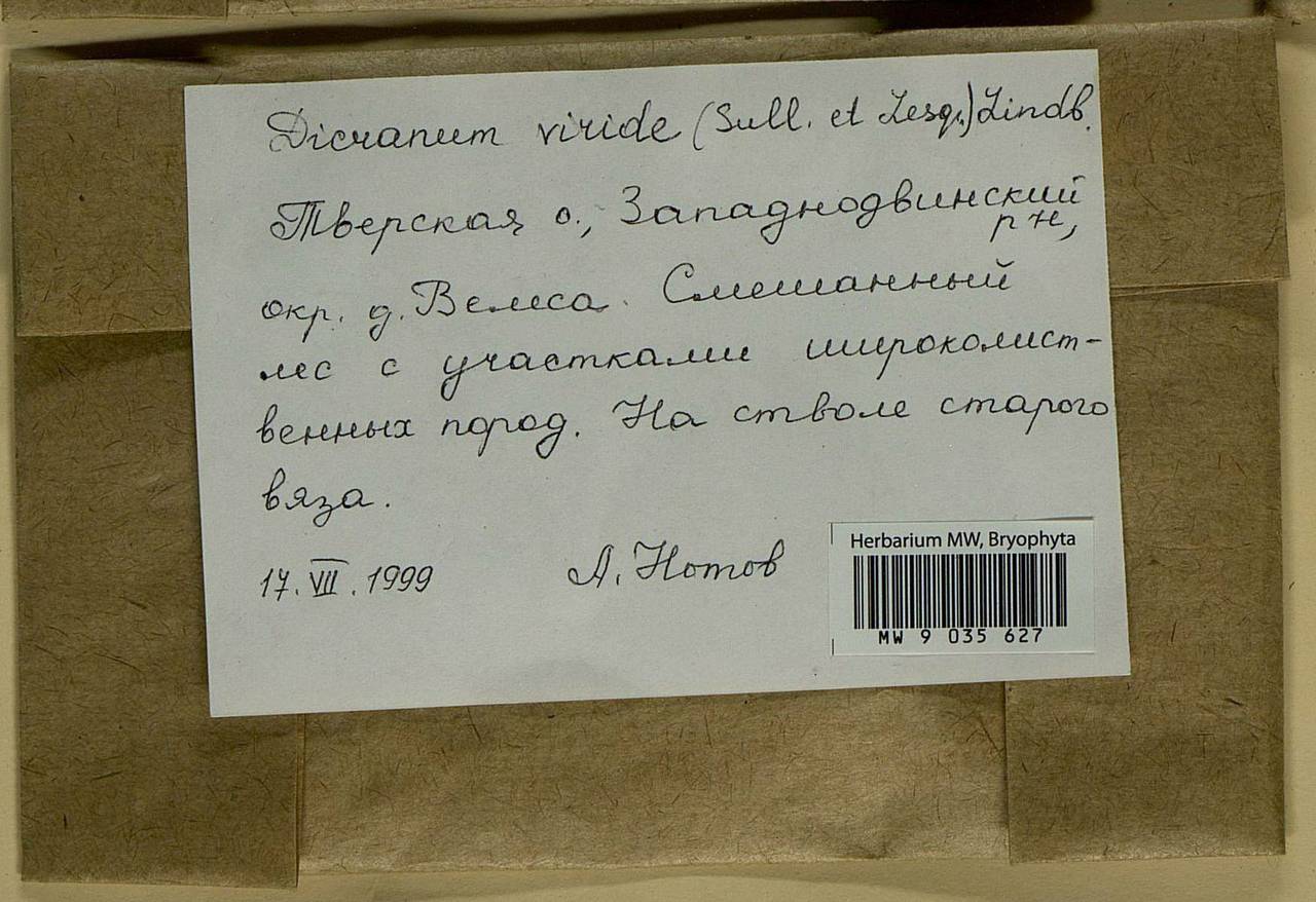 Dicranum viride (Sull. & Lesq.) Lindb., Bryophytes, Bryophytes - Middle Russia (B6) (Russia)