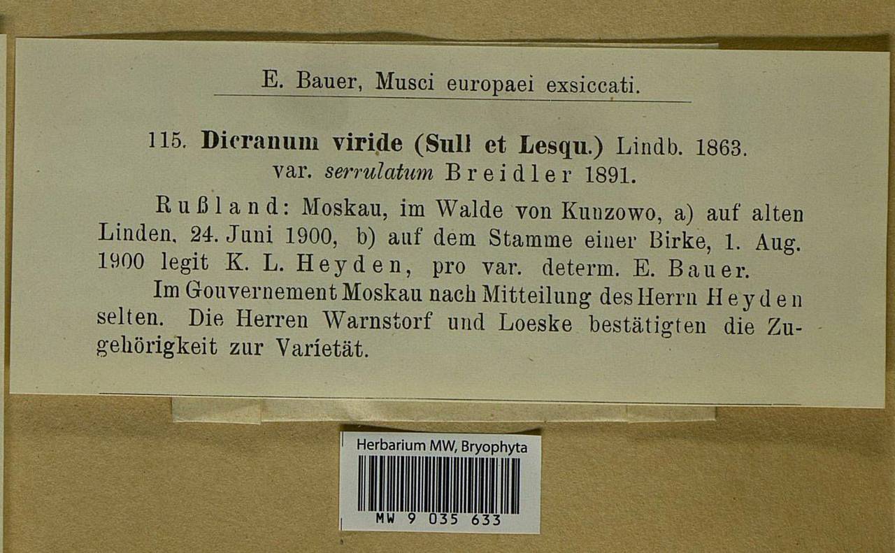 Dicranum viride (Sull. & Lesq.) Lindb., Bryophytes, Bryophytes - Moscow City & Moscow Oblast (B6a) (Russia)