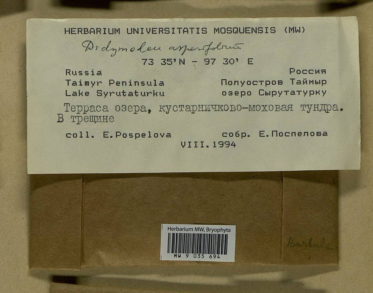 Husnotiella asperifolia (Mitt.) J.A. Jiménez & M.J. Cano, Bryophytes, Bryophytes - Krasnoyarsk Krai, Tyva & Khakassia (B17) (Russia)