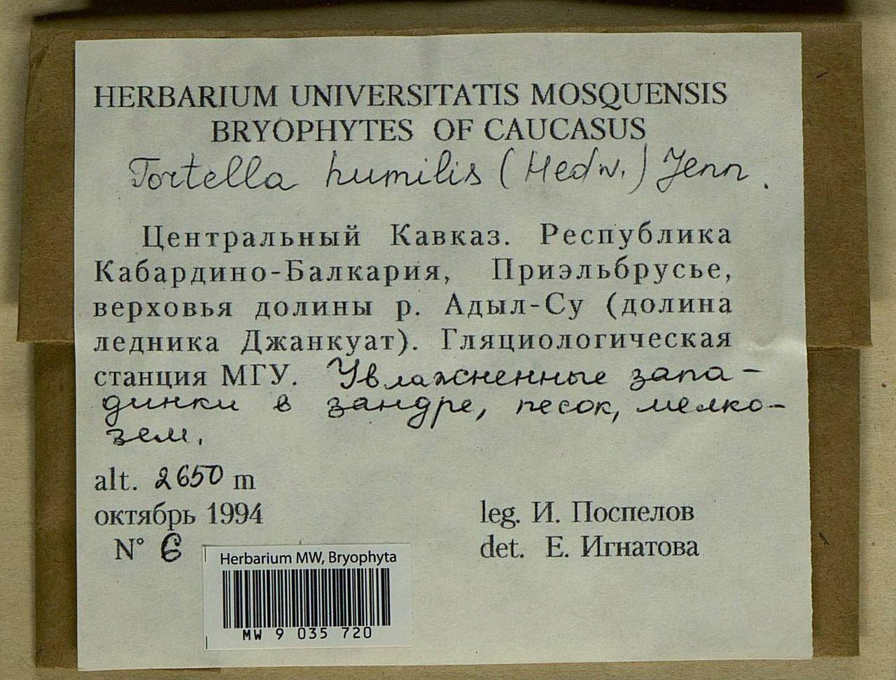 Didymodon cordatus Jur., Bryophytes, Bryophytes - North Caucasus & Ciscaucasia (B12) (Russia)