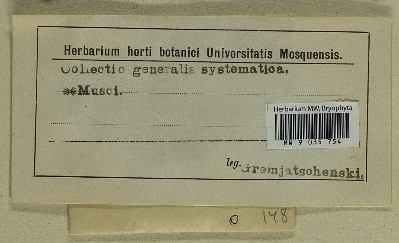 Geheebia fallax (Hedw.) R.H. Zander, Bryophytes, Bryophytes - Western Europe (BEu) (Not classified)