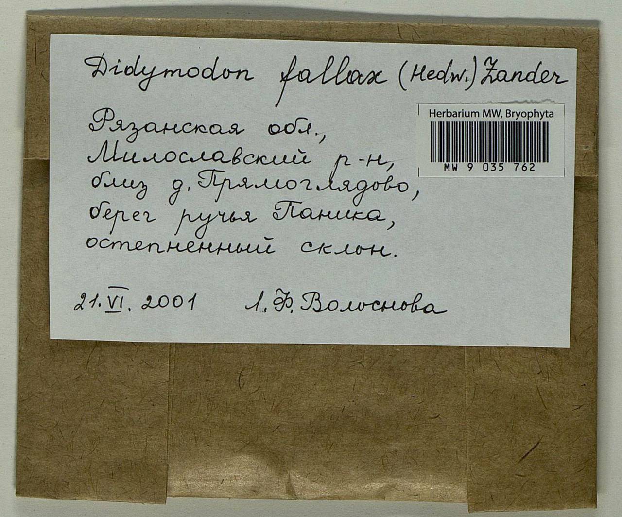 Geheebia fallax (Hedw.) R.H. Zander, Bryophytes, Bryophytes - Middle Russia (B6) (Russia)