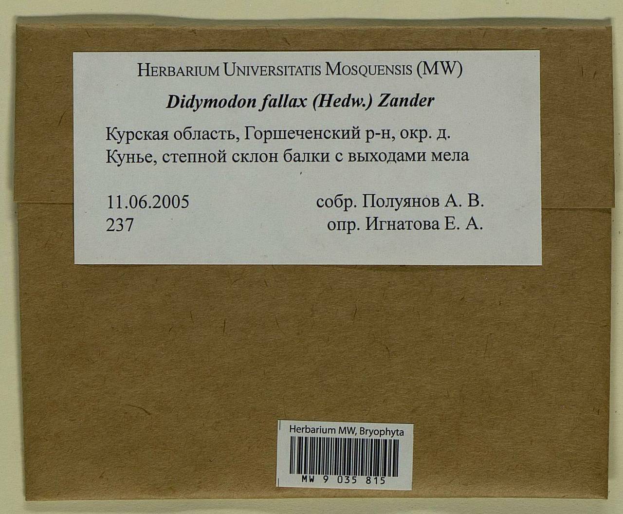 Geheebia fallax (Hedw.) R.H. Zander, Bryophytes, Bryophytes - Central forest-and-steppe region (B10) (Russia)